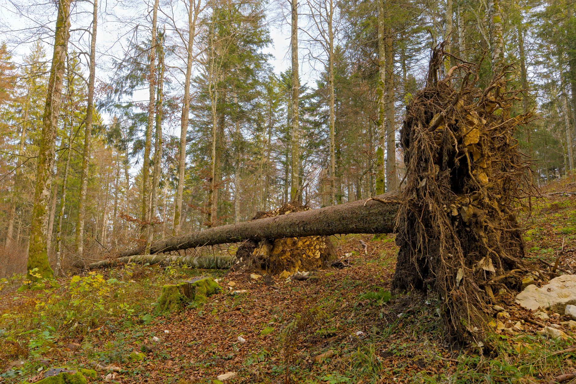 Enlèvement Arbre Urgence à Deuil-la-Barre